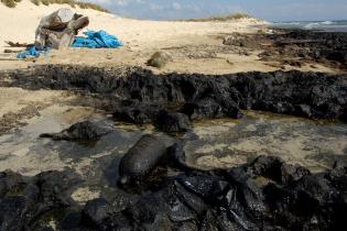 Ölverschmutzung im Naturschutzgebiet Palm Island - Umweltfolgen des israelisch-libanesischen Krieges - 2006