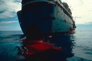 Blutspur eines getöteten Wals am Heck des Walfängers.