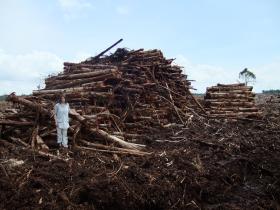 Greenpeace-Waldexpertin Gesche Jürgens begutachtet Abholzung und Entwässerung von Torfwäldern zur Vorbereitung von Plantagen in Sumatra.