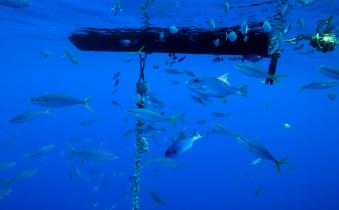 Marine Life around FAD in the Pacific Ocean