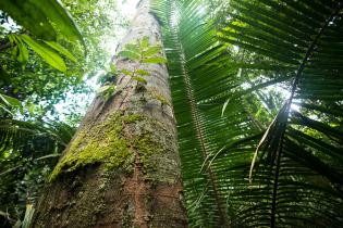 Copaíba-Baum im Amazonas-Regenwald