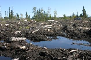 Ein zerstörtes Gebiet in den borealen Wäldern in Kanada