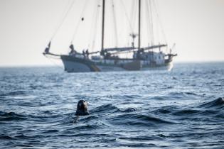 Eine Robbe mit der Beluga II vor den Treshnish Isles, Schottland  Greenpeace hat sein Schiff Beluga II auf eine wissenschaftliche Forschungsexpedition rund um Schottland mitgenommen, um das Meerwasser auf Mikroplastik zu untersuchen und die Auswirkungen von Plastik im Meer auf einige der wertvollsten Meeresbewohner Großbritanniens zu dokumentieren.
