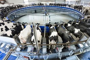 Automatisierter Melkvorgang in einem Milchviehbetrieb in Dedelow bei Prenzlau, Mecklenburg-Vorpommern, Deutschland.