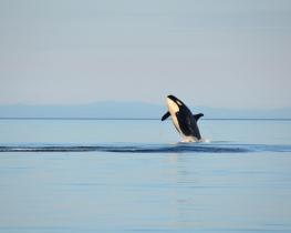 Orca-Wal, der aus dem Wasser springt.