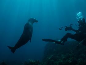Sea Lion in the Great Australian Bight