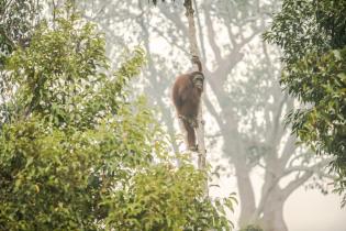 Ein Orang-Utan klettert auf einen Baum, während das Gebiet durch den Dunst der Waldbrände bedeckt ist.