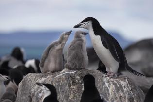 Zügelpinguin in der Antarktis mit Jungen