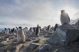 Macaroni and Chinstrap Penguins in Antarctica