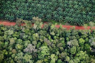 Waldzerstörung in Papua (Indonesien) für Palmölanbau