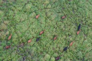Luftaufnahme der Abholzung im Gran Chaco
