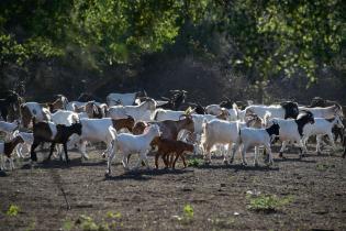 Ziegen auf einer Farm im Gran Chaco
