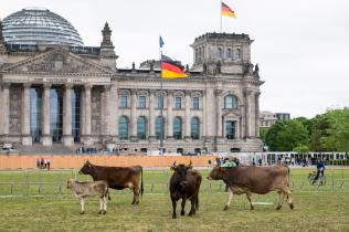 Cows Graze In Front Of The Bundestag In Berlin