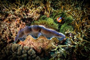 Anemone and Anemonefish (clownfish) in the Great Barrier Reef outside Cairns