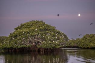 Roosting Tree of Various Bird Species in the Mangroves in the Sine-Saloum Delta Biosphere Reserve