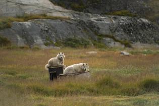 Sled Dogs in their Summer Camp, Ilulissat, West Greenland