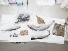 Analysis of PFAS in Seafood