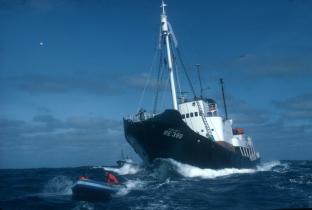 Rainbow Warrior gegen isländischen Walfang 1978/79 Im Schlauchboot verhindern Aktivist:innen, dass  das isländische Walfangschiff Hvalur Wale jagen.