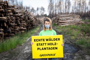 Um für mehr Klimaschutz und eine bessere Waldbewirtschaftung zu protestieren, warnen sechs Greenpeace-Aktivist:innen vor den Folgen der großen Trockenheit für die borealen Wälder in Deutschland. In einem geschädigten Teil des Waldes hält ein Aktivist ein Banner mit der Aufschrift "Echte Wälder statt Holzplantagen".
