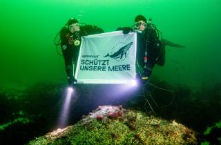 Greenpeace-Taucher halten ein Transparent mit der Aufschrift "SCHÜTZT UNSERE MEERE". Sie tauchen im "Natura 2000"-Schutzgebiet "Adlergrund" in der Ostsee.