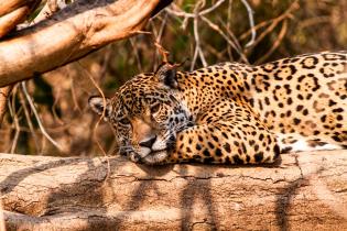 Ein Jaguar liegt auf einem Baumstamm in der Sonne