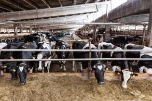 Conventional Dairy Farm in Germany