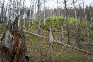 Der Harz ist geprägt von Fichten-, Buchen- und Mischwäldern. Fichten wachsen im Harz häufig in Monokulturen und leiden aufgrund der Trockenheit häufig unter Trockenstress. 