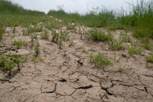 Trockenheit auf landwirtschaftlichen Flächen mit Zuckerrüben und Mais. Aufgrund des geringen Regens ist der Boden unter den jungen Pflanzen trocken und weist Risse auf.