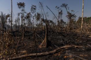 Abgebrannter Regenwald in Brasilien 