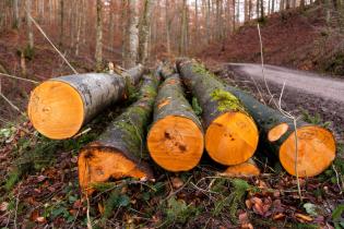 Dokumentation des Holzeinschlags im Schönbuchwald in Deutschland