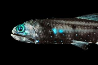Deep sea creatures - Lanternfish