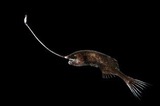 Deep sea creatures - Whipnose angler