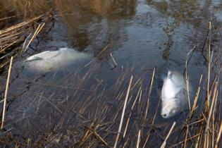 Tote Fische treiben am Ufer des Kleinen Jasmunder Boddens bei Buschvitz.