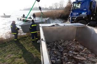 Das Technische Hilfswerk (THW) und weitere Helfer:innen sammeln tote Fische im Kleinen Jasmunder Bodden bei Lietzow ein. 