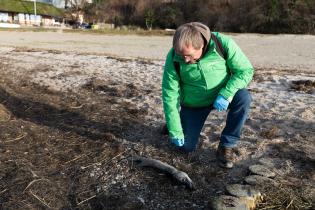 Manfred Santen, Chemieexperte von Greenpeace Deutschland, begutachtet einen Fischkadaver am Jasmunder Bodden bei Lietzow.