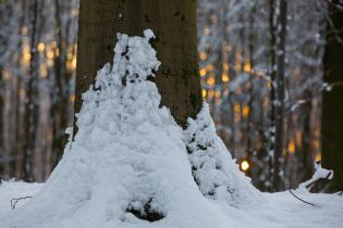 Deciduous Forest "Heilige Hallen" in Winter in Mecklenburg-Western Pomerania