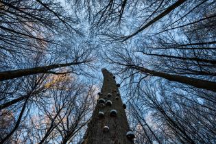 Deciduous Forest "Heilige Hallen" in Winter in Mecklenburg-Western Pomerania