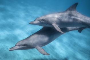 Zwei Delphine in der Koombana-Bucht