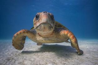 Loggerhead Turtle on Ningaloo Reef