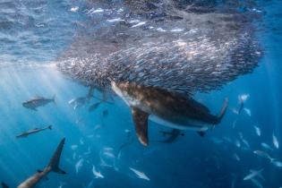 Eine große Anzahl von Riffhaien, Fischen und Vögeln an einem Köderball, Korallenriff, Australien