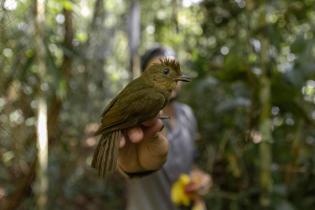 “Amazon We Need” Expedition in the Amazon in Brazil - Birdlife researchers