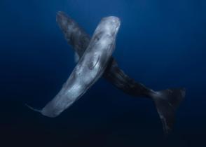 Sperm Whales Up Close Underwater in Indian Ocean, Western Australia