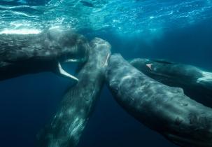 Sperm Whales Up Close Underwater in Indian Ocean, Western Australia