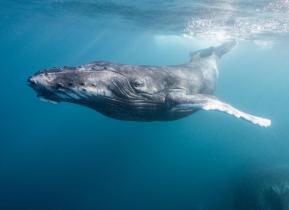 Humpback Whale Underwater in Indian Ocean, Western Australia