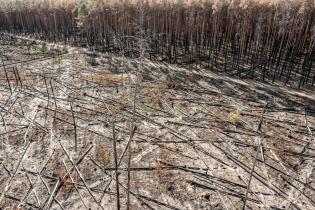 Waldbrand nach Dürre in Brandenburg, 2022
