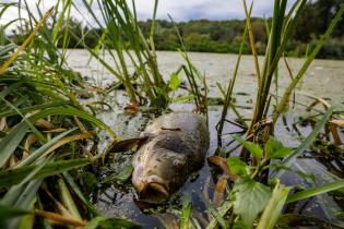 Fish Kill near River Oder