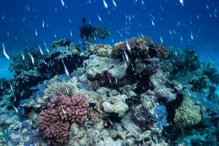 Marine Life in Scott Reef, Western Australia