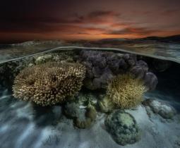 Hard Corals in Seringapatam Reef, Australia