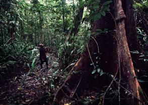 Papua-Neuguinea: Mann neben einem Urwaldriesen
