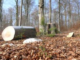 Einschlag im Spessart